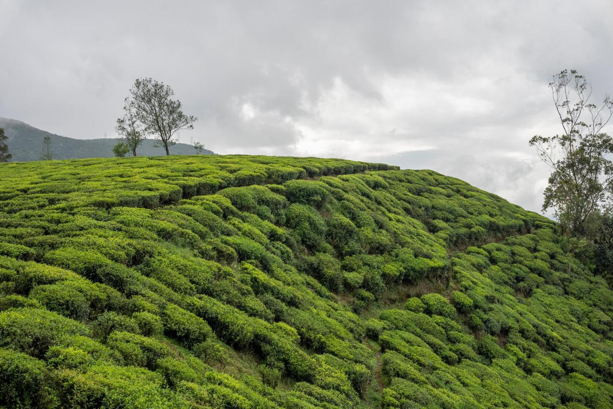 Aaradhya Nuwara Eliya Hotel Ngoại thất bức ảnh